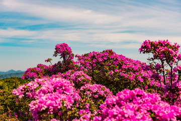 経塚山のミヤマキリシマ