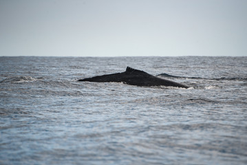 Obraz premium Close up of the back of an Gray Whale, at Pacific ocean of Los Cabos, Mexico