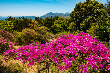 経塚山のミヤマキリシマ