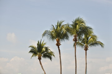 Fototapeta na wymiar Four coconut palm trees isolated on a blue background