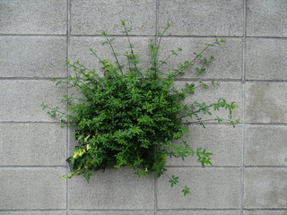 カラフルな素材