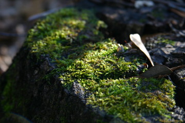 Moss on a rotten tree stump