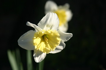 Yellow and white petals represent happiness and optimism.