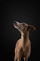 Fototapeta na wymiar dog on black. Italian greyhound. Art photo of a pet in the studio
