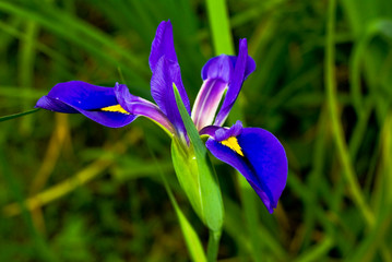 Flower  violet