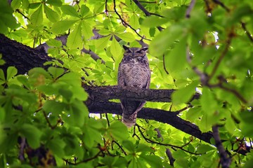Owl Closeup, Great horned owl, Bubo virginianus in a chestnut tree with big eyes blinking and winking in Provo Utah early spring, United States. USA.