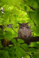 Owl Closeup, Great horned owl, Bubo virginianus in a chestnut tree with big eyes blinking and winking in Provo Utah early spring, United States. USA.