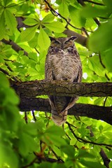 Owl Closeup, Great horned owl, Bubo virginianus in a chestnut tree with big eyes blinking and winking in Provo Utah early spring, United States. USA.