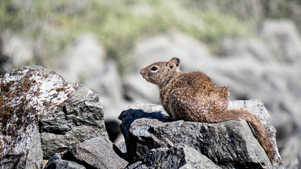 Ground Squirrel