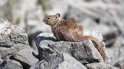 Ground Squirrel
