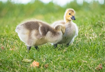 Cute Adorable Canadian Gosling