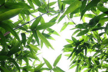 Abstract Bamboo leaves isolated on white