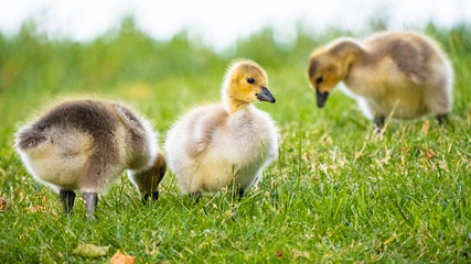 Cute Adorable Canadian Gosling