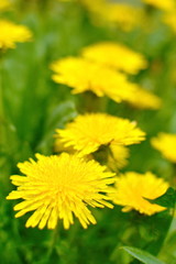 Bright yellow dandelion close up on green field in sunny summer day on blurred dandelion background. Macro. Vertical frame