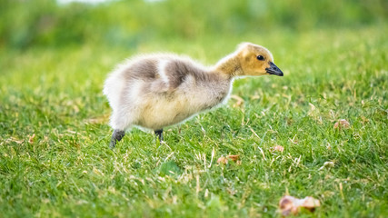 Cute Adorable Canadian Gosling