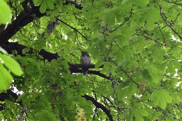Owl Closeup, Great horned owl, Bubo virginianus in a chestnut tree with big eyes blinking and winking in Provo Utah early spring, United States. USA.