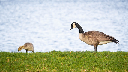 canada goose family