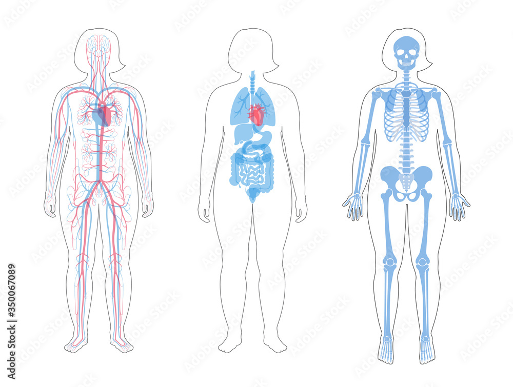 Poster Internal structure of woman body.