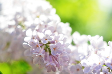 Beautiful bright spring flower background – branch of blooming of rose lilac close up on blurred green natural background. Selective focus on bud