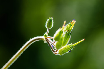 exotic flower branch