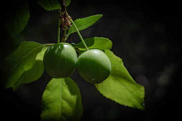 green olives on a branch