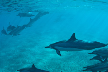 Naklejka premium Hawaiian Spin Dolphins