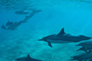 Fotobehang Hawaiian Spin Dolphins © Frank