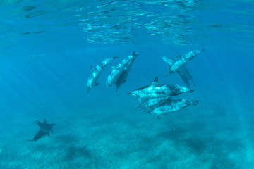 Fototapeta premium Hawaiian Spin Dolphins