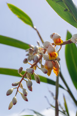 新緑、花、植物