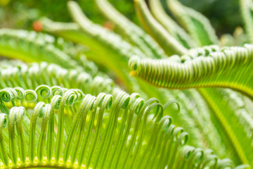 新緑、花、植物