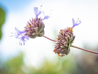 whorled sage, lilac sage (Salvia verticillata), qhorl of flowers