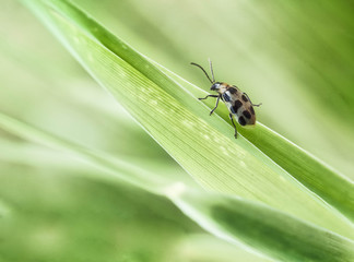 Tiny Insects