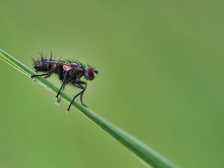 Tiny Insects