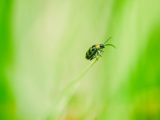 Tiny Insects