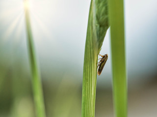 Tiny Insects