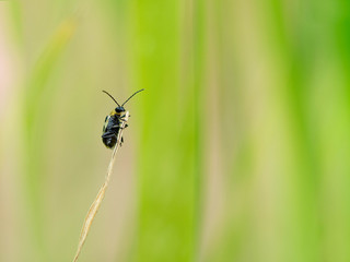 Tiny Insects