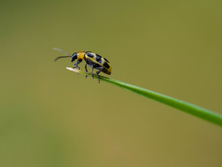 Tiny Insects