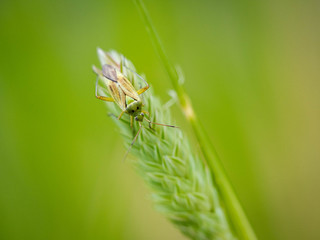 Tiny Insects