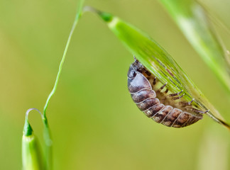 Tiny Insects