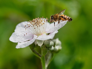 bee on a flower