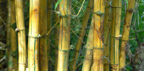 Bamboo