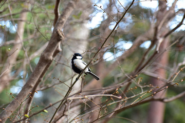 Obraz premium 春の森のシジュウカラ