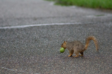 Squirrel with an acorn 