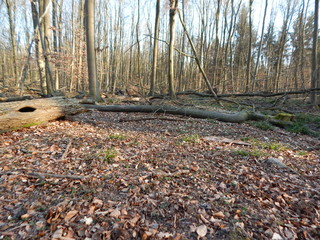 autumn in the woods