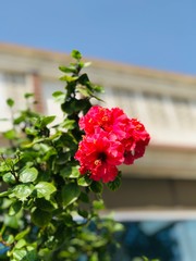 flowers in the garden