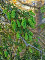 Fresh spring needles - branches on the life tree