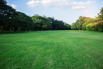Green lawns in the park.