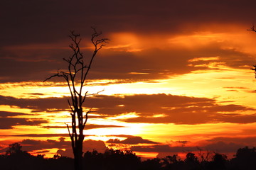 Fototapeta na wymiar Dead tree Silhouette sunset