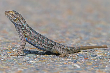 Sagebrush Lizard