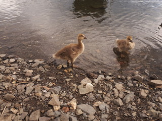 Young water birds on the sea shore - Oslo 
